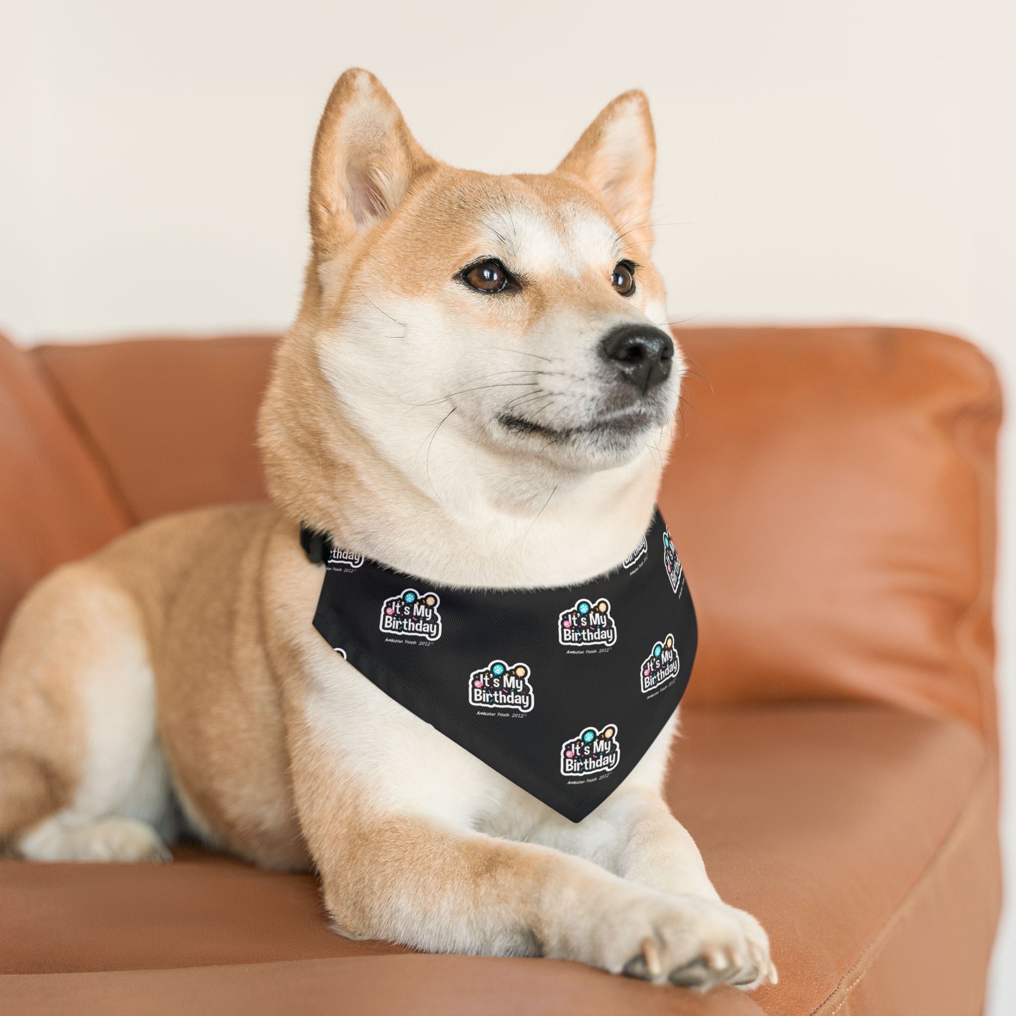 It's My Birthday Celebration Doggie Bandana Collar - Black